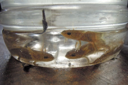 サンショウウオ