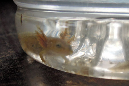 サンショウウオ