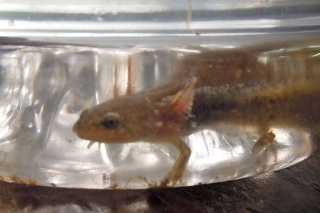 サンショウウオ