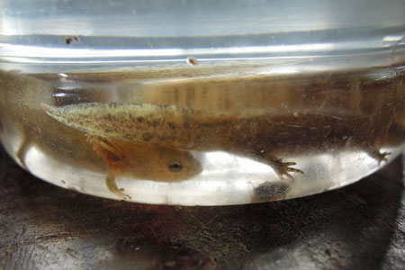 サンショウウオ