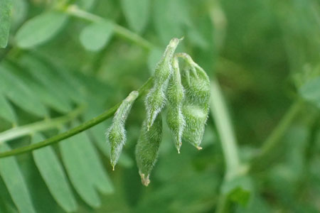 スズメノエンドウ