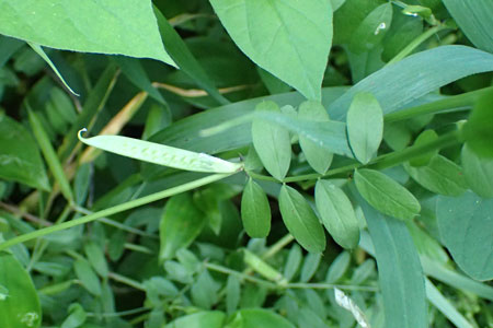 カラスノエンドウ